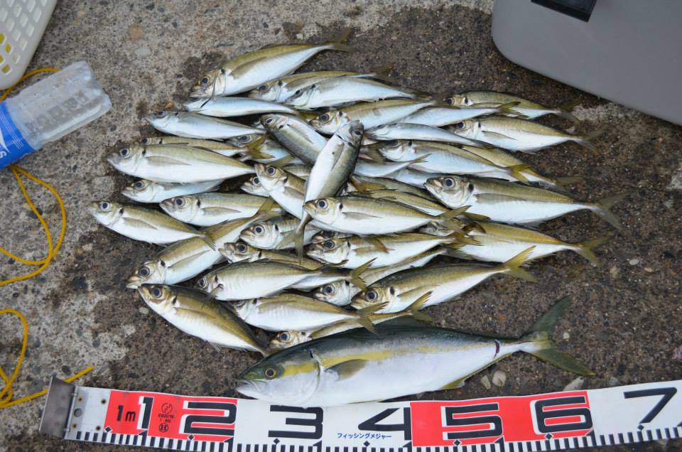 海釣りに誘われました♪