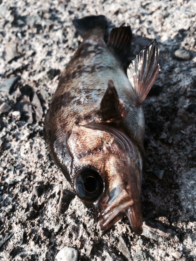 1432335363982.jpg image