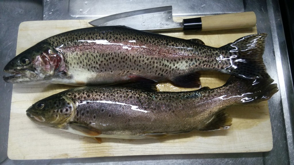 スモークサーモン?いいえ、レインボースモークです。