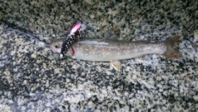 思い付いて渓流