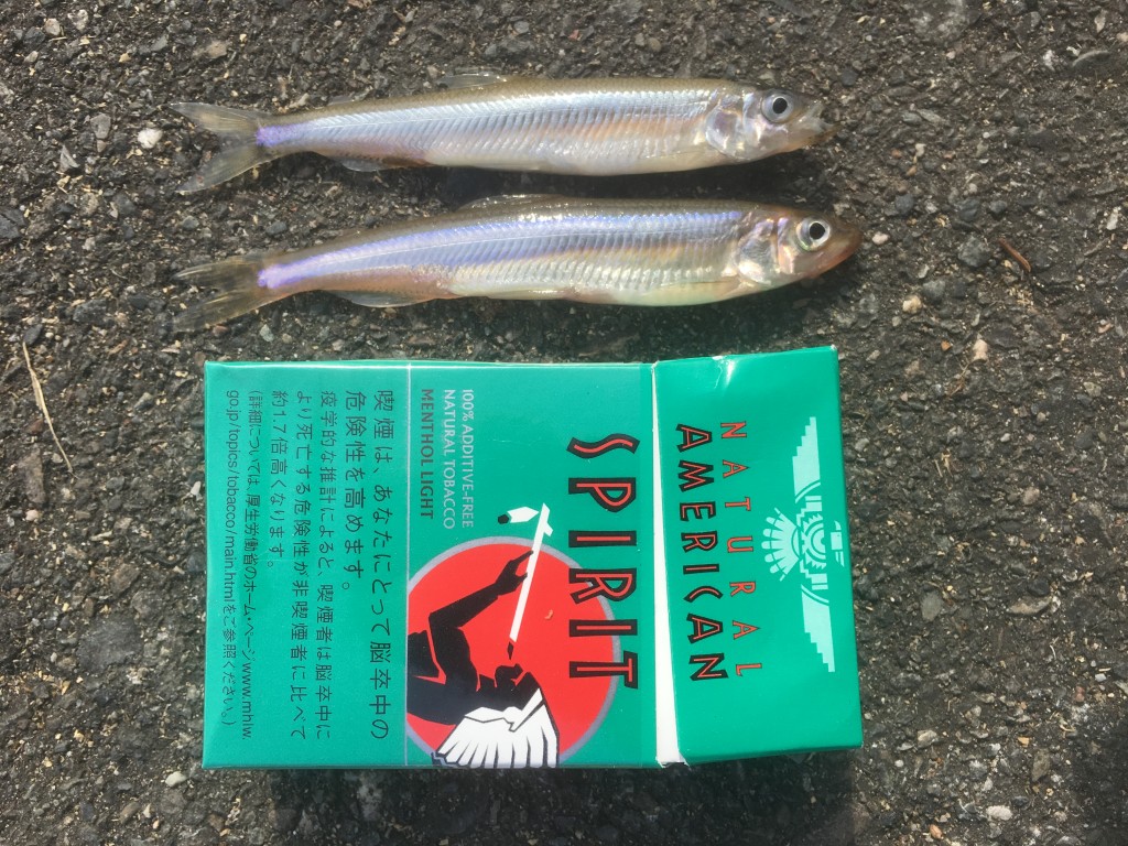 冬の味覚ワカサギ