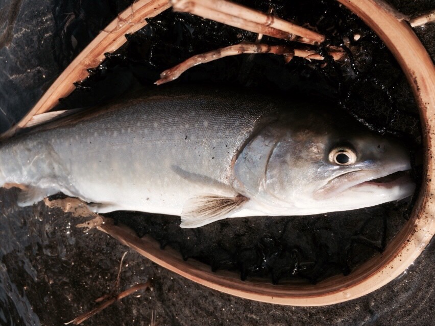 天竜川トラウト釣行〜ついにゲット！