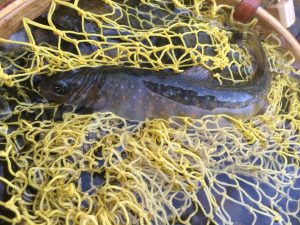 13100713_868380406621199_7412015409903818103_n