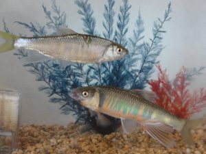 %e3%81%8a%e3%81%84%e3%81%8b%e3%82%8f