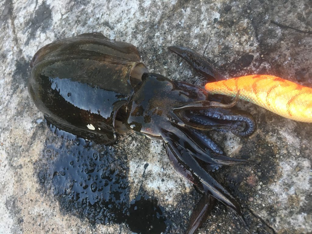 バス釣り好きもハマる？秋のアオリイカエギングに行ってきました！