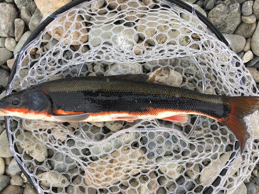 春の風物詩〜タマゾン川の巨大ウグイ釣行