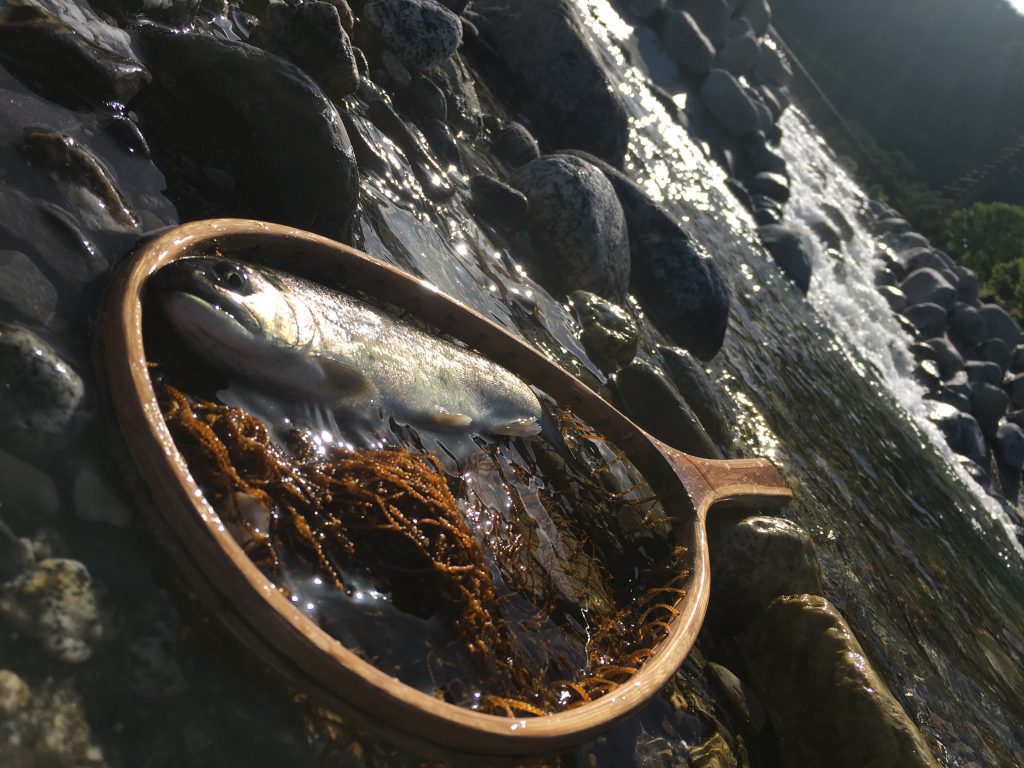 手軽な渓流でイワナとアマゴに癒されて来ました☆