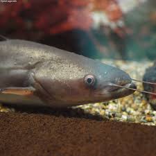 魚の皮膚はデリケート