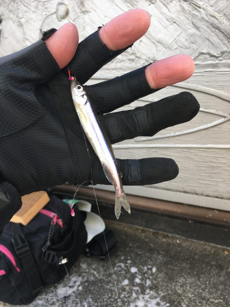 入れ食い?諏訪湖でワカサギ釣り