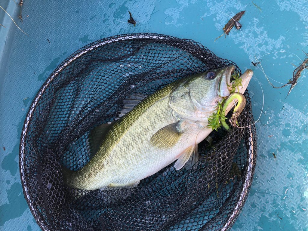 灼熱の琵琶湖釣行