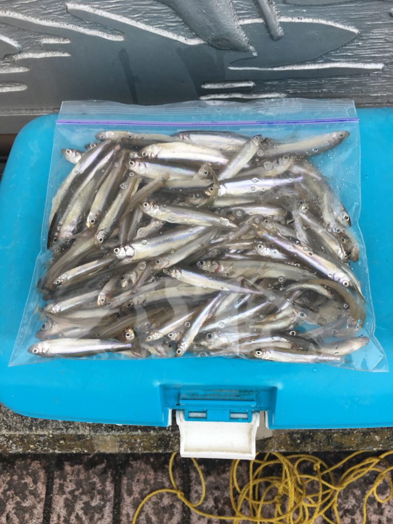 手軽で楽しい！ 冬はやっぱりワカサギ釣り！