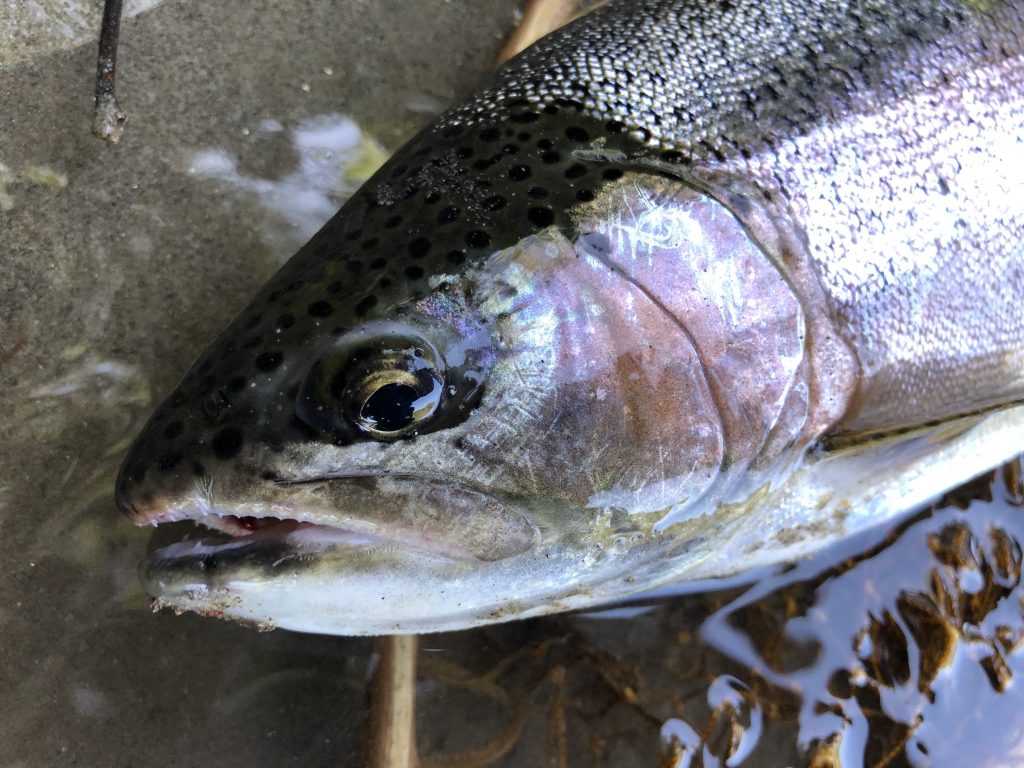 綺麗なトラウトに出会えるか？犀川へトラウト釣行行ってきました！