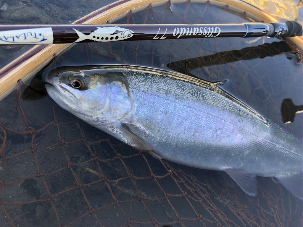 長野県全魚種チャレンジ！デップリニジマス編その２！