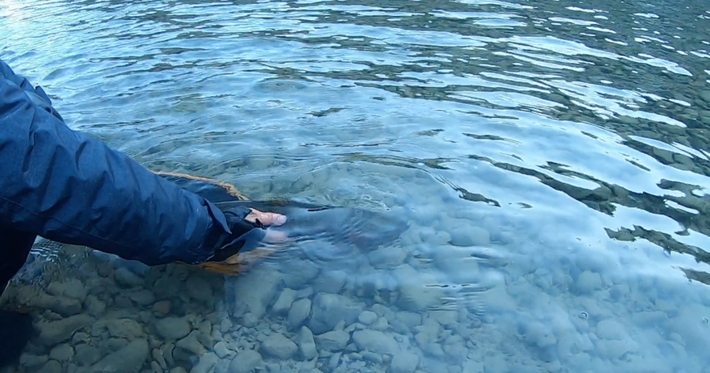 ２０２０年犀川殖産でトラウト 狙い！