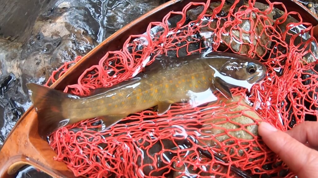 木曽の山奥で激レアのヤマトイワナを狙う！