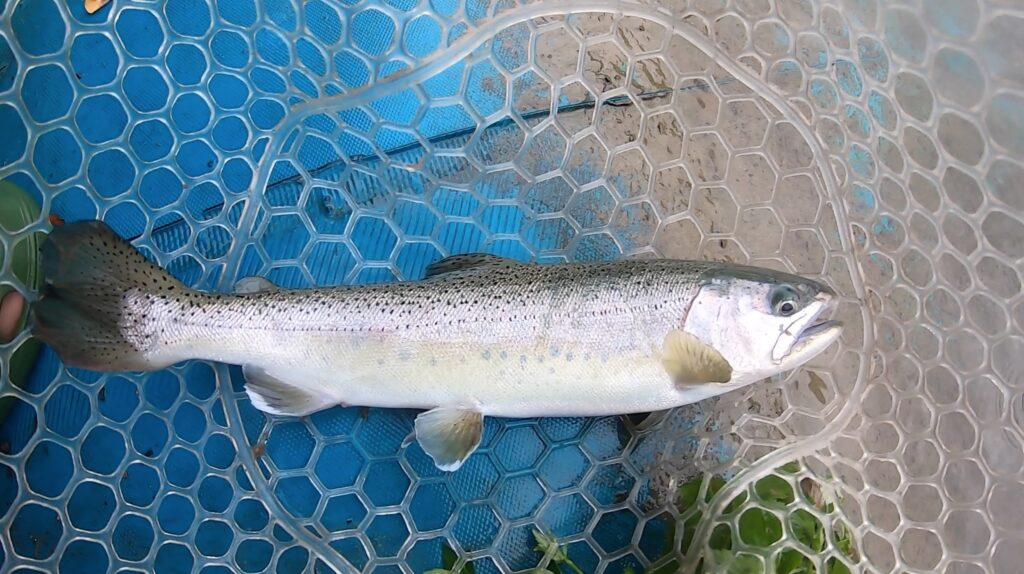 八方ニレ池フィッシングセンターへ行ってきました。