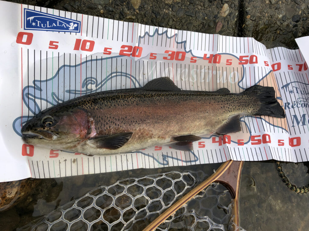 大盤振る舞い?犀川殖産2021年最後の放流がヤバすぎた!