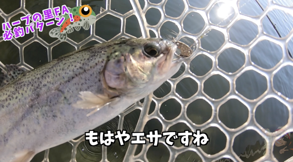 長野で人気の管理釣り場ハーブの里フィッシングエリアに行ってきました！２０２３年！