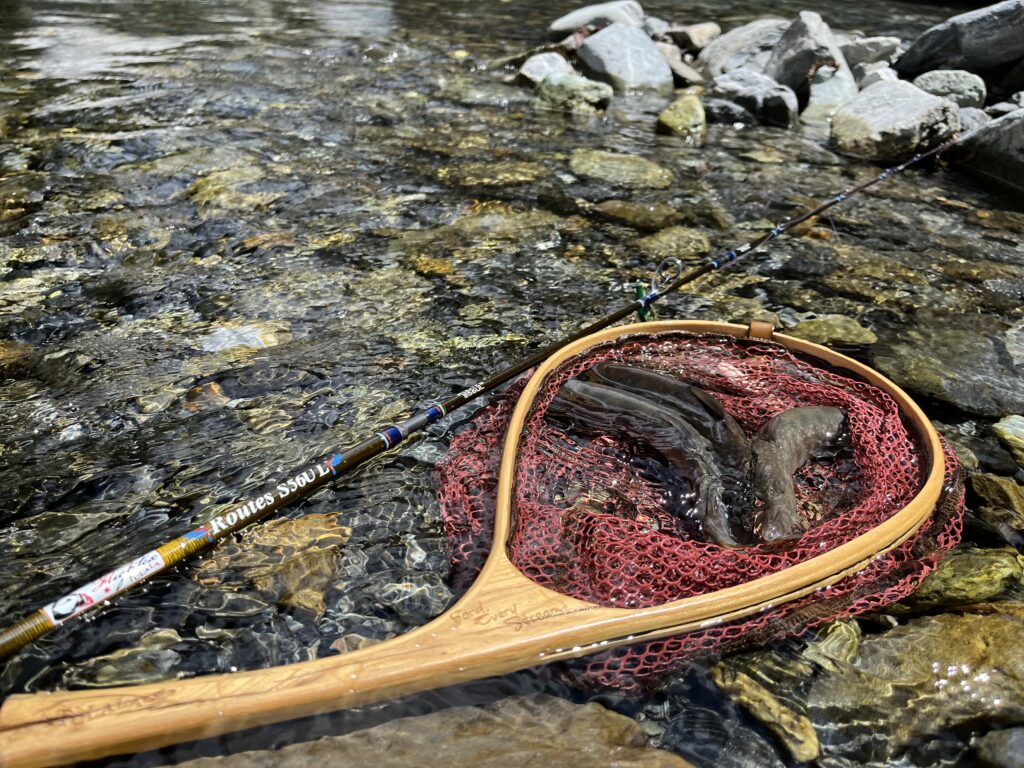 渓流パラダイス発見!山奥でイワナまみれの休日