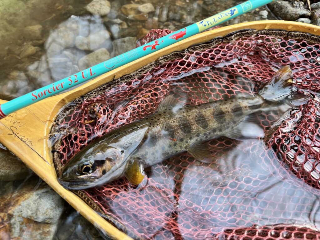 【木曽・渓流解禁】残雪の山岳渓流へ！水温3度で出会った意外な「初アマゴ」と自然の宝探し