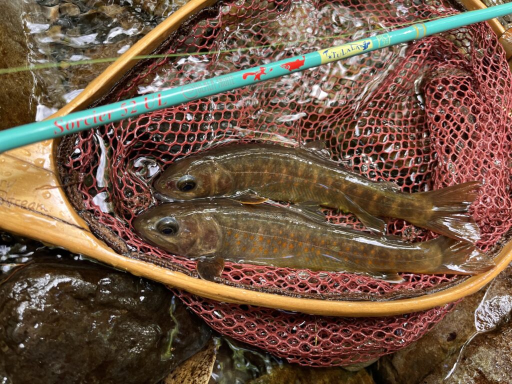 【木曽合宿2026・後編】魚影濃厚な渓流と、まさかのイノシシ遭遇!台風接近の中の渓流釣行記